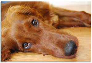 Clifton Rabins, Chief Sniff-Tester, Alpha Software Corporation