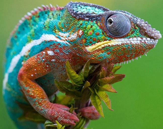 Just Like a Chameleon Adapts to it Environment, Alpha Anywhere Apps Can Easily Adpat based on whether it is run on a Phone, Tablet or De