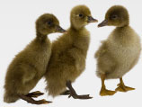 meyer_hatchery_ducks