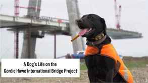 Goldie Howe Bridge Project Dog Construction