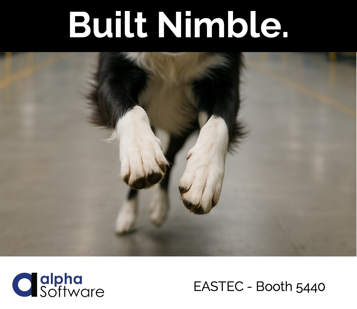 Built Nimble Border Collie-2