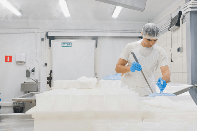 Worker in a hairnet and blue gloves processing cheese curds in a white industrial dairy facility.